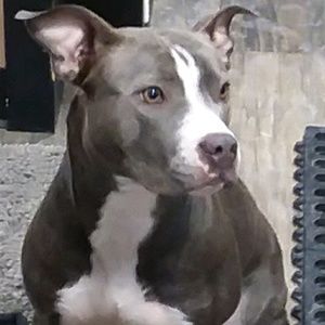 Meet your Posher, Alam